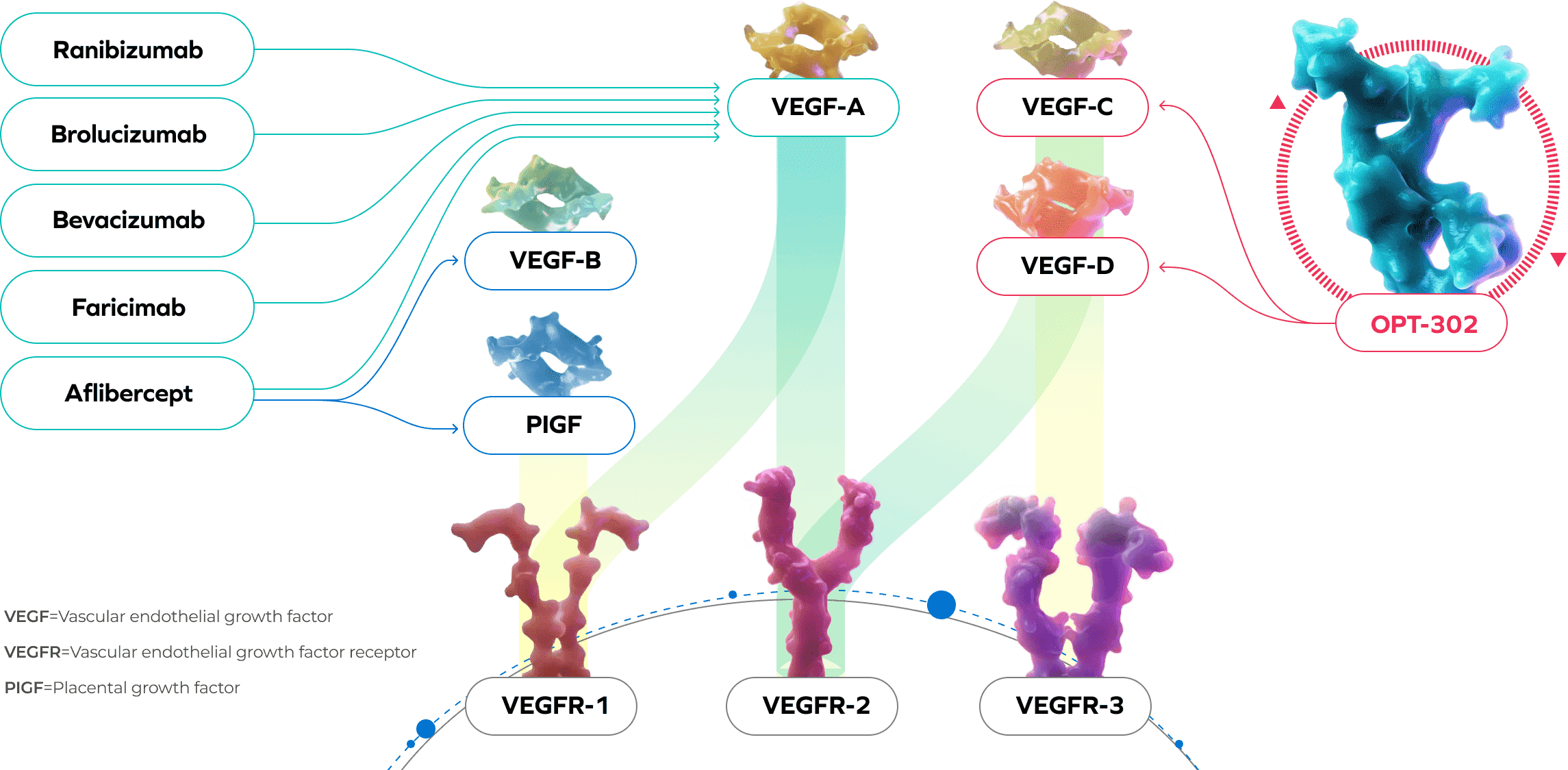 VEGF Pathway