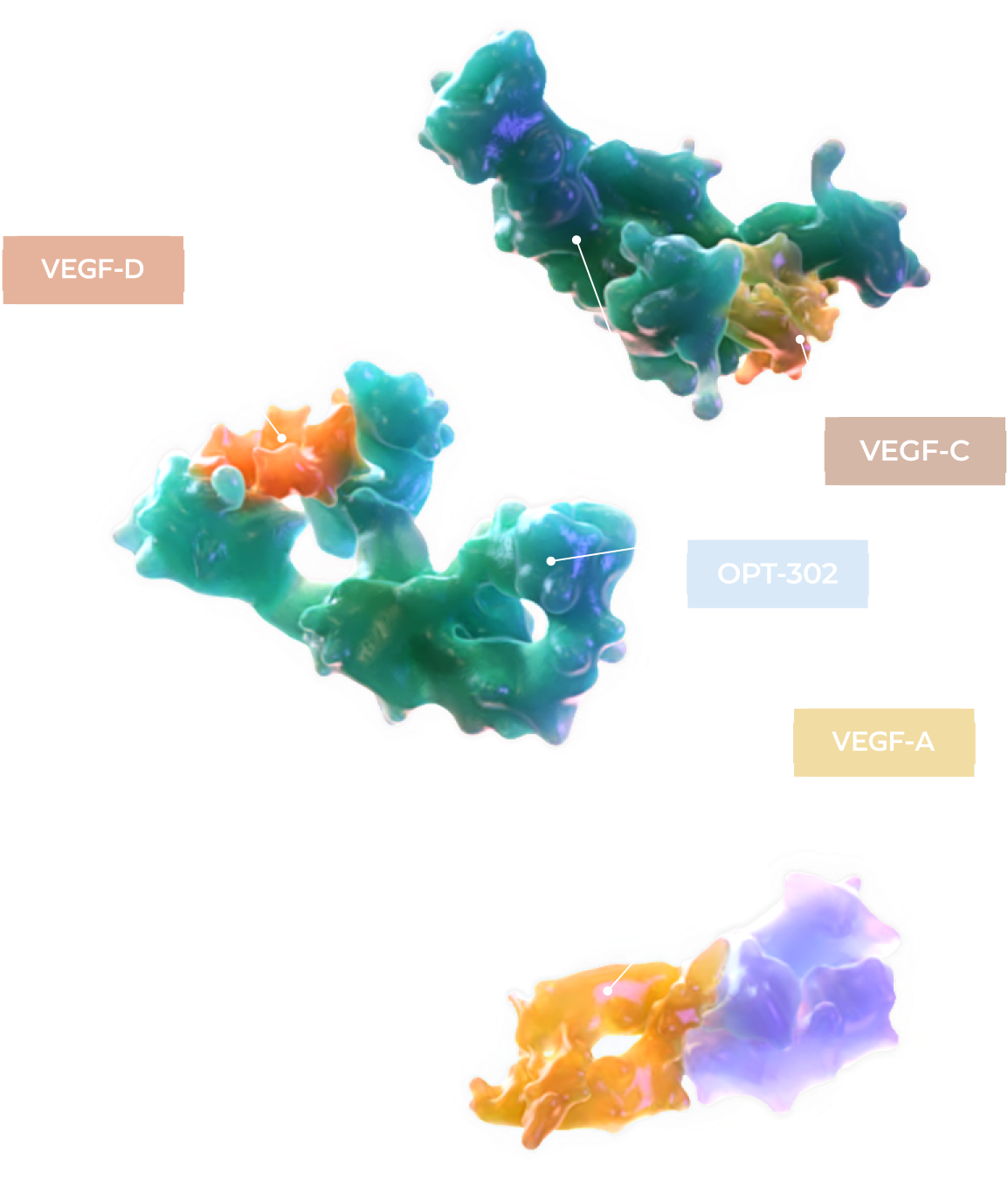 Infographic of VEGF-A, VEGF-D, VEGF-C, OPT-302, RANIBIZUMAB molecules